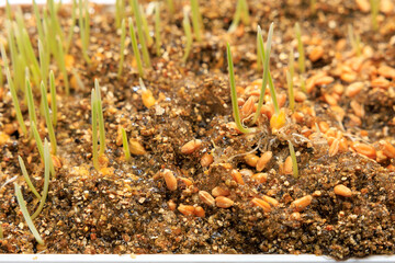 Seedlings sprouting in a tray. Background with selective focus and copy space