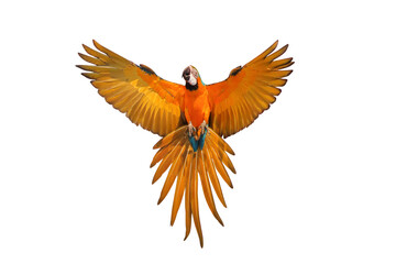 Obraz premium Colorful flying Blue and Gold Macaw parrot isolated on transparent background png file
