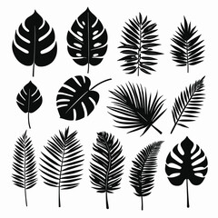 Fototapeta na wymiar Exotic leaves set tropical leaf collection monstera palm leaves silhouette pack