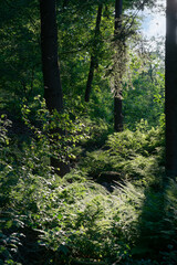 Obraz premium Ferns growing on the forest floor of the Veluw near Loenen in The Netherlands.