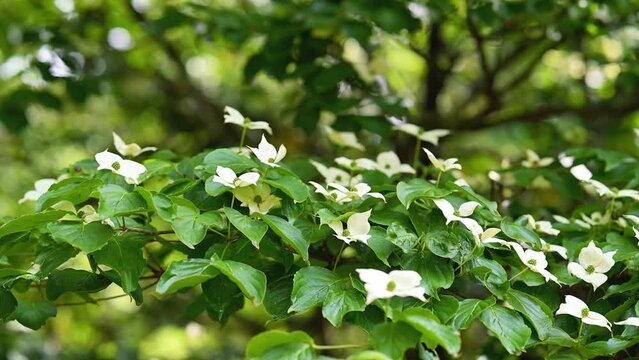 新緑のヤマボウシの葉と白い花