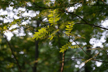 Sorbus growing on Veluwe near Loenen in The Netherlands