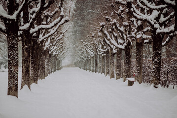 Tree avenue in a winter wonder land in a swiss park