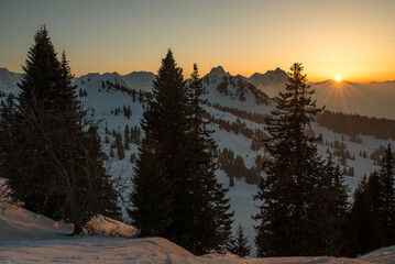 Golden winter sunset behind trees in the snowy swiss mountains