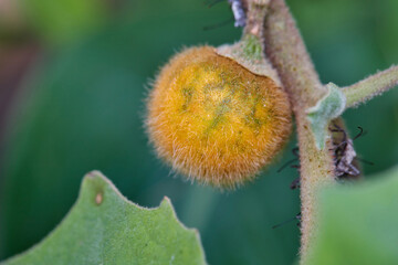 Fresh Elaeocarpus hygrophilus Kurz hanging on tree branch