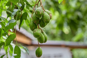 Fresh Elaeocarpus hygrophilus Kurz hanging on tree branch