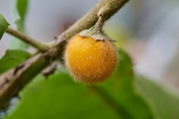 Close-up view of ripe Hairy-fruited eggplant on tree branch