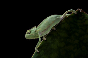 Baby veiled chameleon playing in the leaves