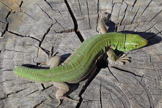 An ordinary quick green lizard.