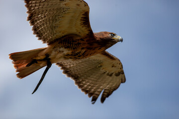 Bird of prey in flight with wings expanded up close
