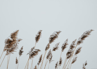 Snow covered grasses blowing in the wind on a cloudy winter day.