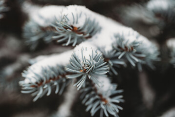 Close up of snow covered needles on branches of blue spruce tree.