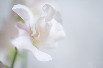 Obraz na płótnie Canvas Close-up of light pink sweet pea flower.