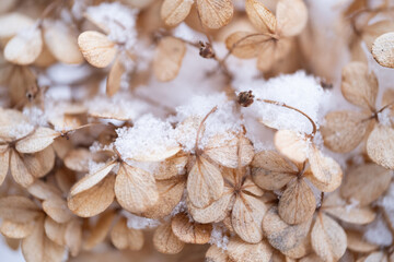 Snow-covered brown hydrangeas in winter.