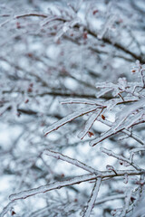 Close up of ice covered branches on shrub on a winter day.