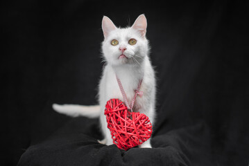 valentine's day mongrel cat and red heart