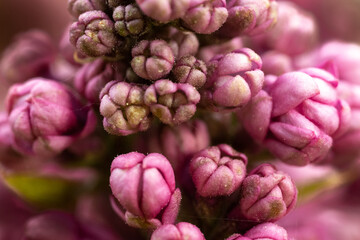 Beautiful Spring in the Pacific Northwest