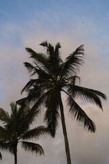 Fototapeta na wymiar Palm tree against the sunset sky.