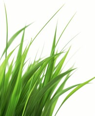 Fresh grass isolated on white background