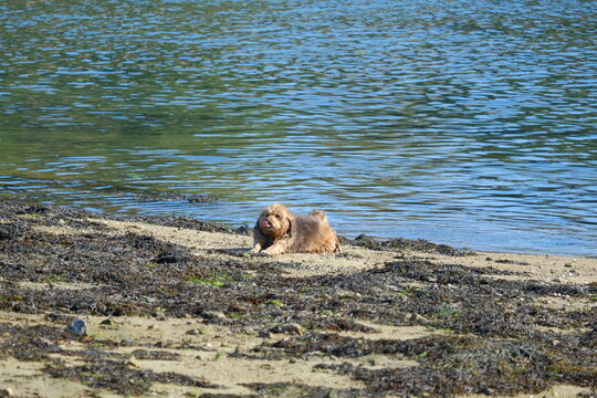 Chien couch&eacute; sur la plage .