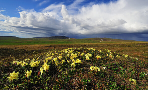 field of golden rhododendrons in tundra © head100v