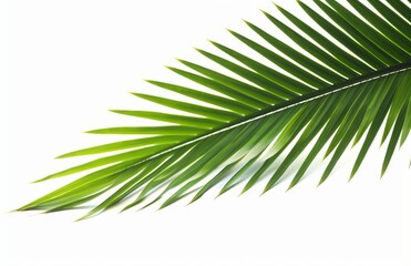 Palm leaf for your design. Isolated on white background