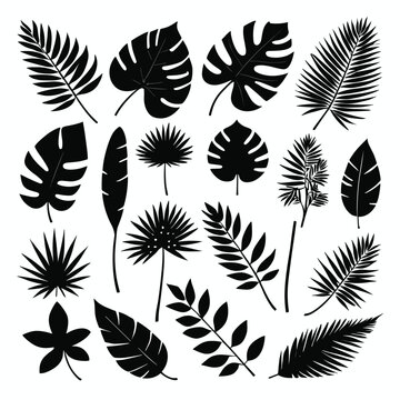 Exotic leaves set tropical leaf collection monstera palm leaves silhouette pack