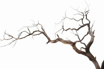 Obraz premium Dead tree isolated on white background, Dead branches of a tree.Dry tree branch