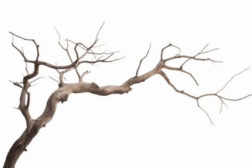 Dead tree isolated on white background, Dead branches of a tree.Dry tree branch