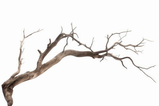 Dead tree isolated on white background, Dead branches of a tree.Dry tree branch