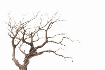 Dead tree isolated on white background, Dead branches of a tree.Dry tree branch