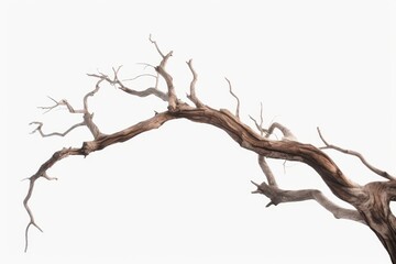 Dead tree isolated on white background, Dead branches of a tree.Dry tree branch