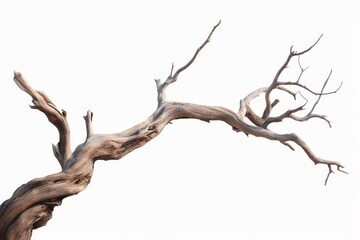 Dead tree isolated on white background, Dead branches of a tree.Dry tree branch