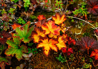 autumn leaves of cloudberry in tundra
