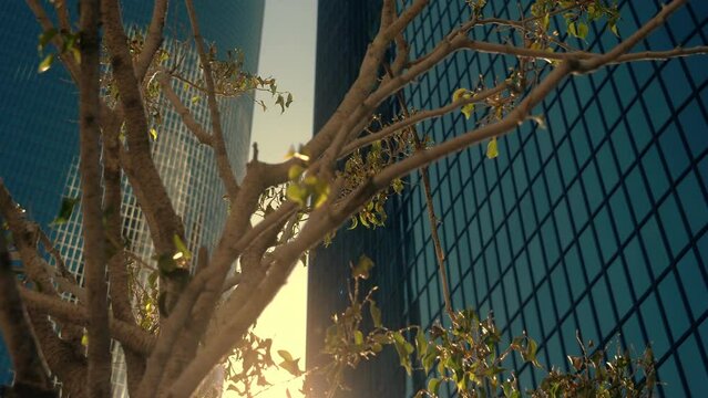 Los Angeles, California, United States &ndash; April 10, 2019: City National Bank building. City National Bank headquarter in Downtown Los Angeles. Skyscraper office tower with sun rays through tree.