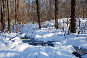 Trees in winter outdoors, in sunny weather and blue sky.