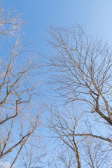 Fototapeta na wymiar Trees in winter outdoors, in sunny weather and blue sky.