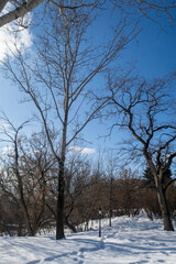 Fototapeta na wymiar Trees in winter outdoors, in sunny weather and blue sky.