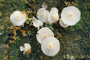 Pleated inkcap mushroom or Parasola plicatilis growing in soil ground usually found in Europe and North America