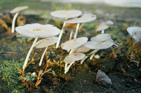 Pleated inkcap mushroom or Parasola plicatilis growing in soil ground usually found in Europe and North America