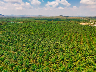 Palm plantation. Aerial view palm tree for product industry palm oil. Top view, palm plantations for the food industry and oil transportation.