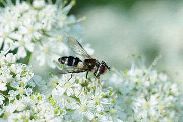 Closeup on an uncommon Dark-saddled Leucozona laternaria hoverfly on a white flower in the Austrian alps