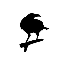 Raven Bird Silhouette 