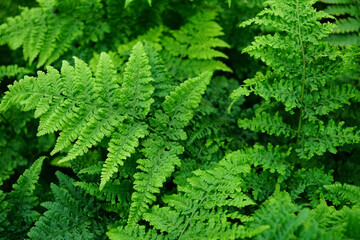 Closeup on beautiful fresh green Dryopteris ferns foliage background