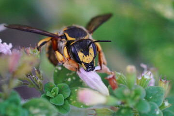 Closeup shot of a female of the yellow banded European wool carder bee, Anthidium manicatum, on a green leaf