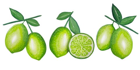Hand drawn limes, watercolor illustration