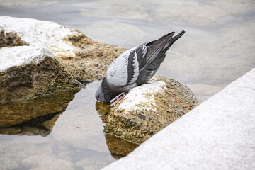 Taube erfrischt sich in einem See