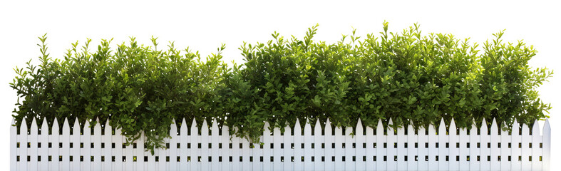 Lush green bushes over white picket fence, cut out