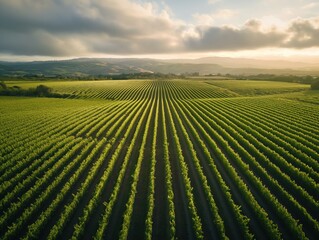 Drone shot of rolling vineyards in a picturesque wine country