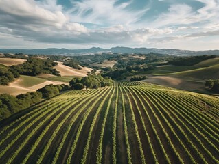 Drone shot of rolling vineyards in a picturesque wine country